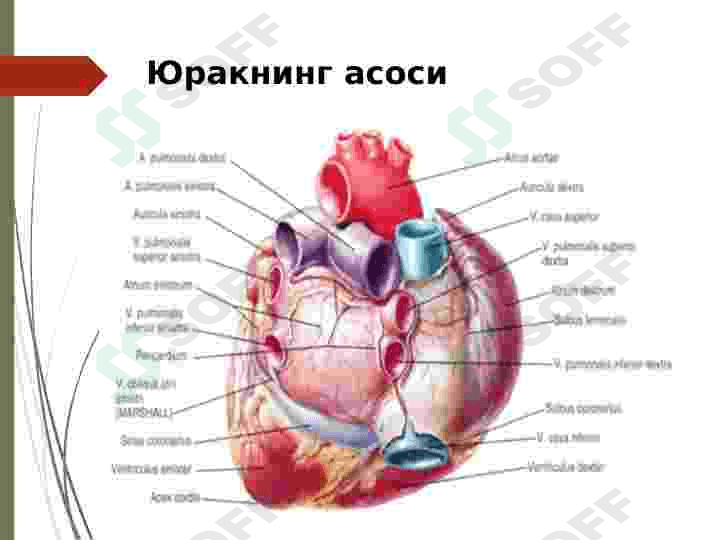 YURAKNI TEKSHIRISH USULLARI 3