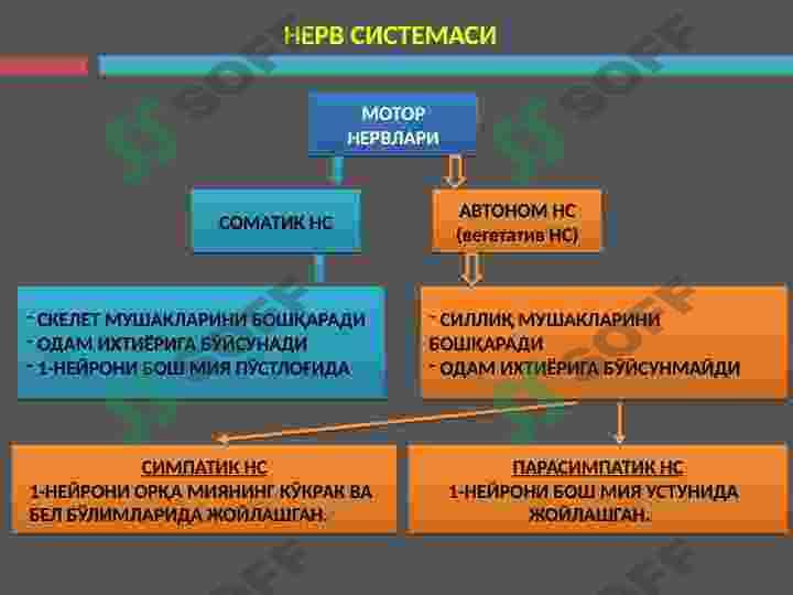 Nevrologiya 3