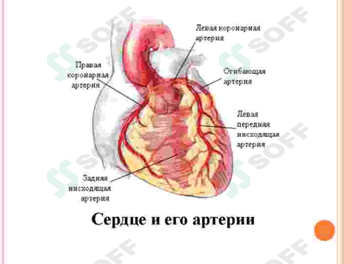MIOKARD INFARKTI. STENOKARDIYALAR 3