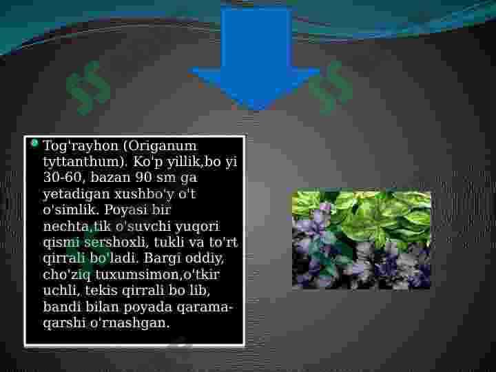 Yalpizdoshlar oilasi va ularni dorivorlik xususiyati 3