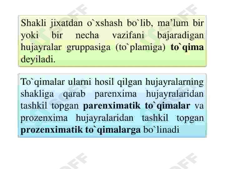 Oʻsimliklar Toʻqimalari 3