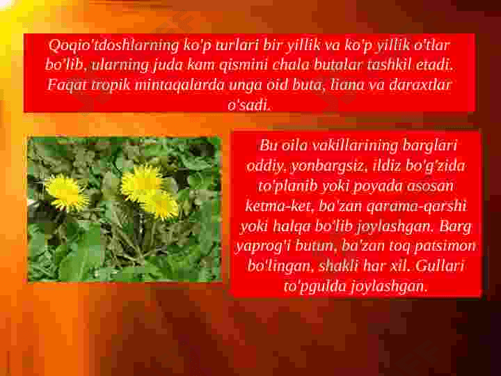 Qoqioʻtdoshlar kurs ishi slayd 3