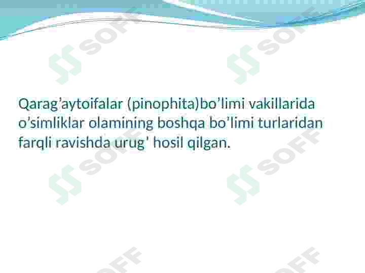 Qaragʻaytoifa oʻsimliklar 3