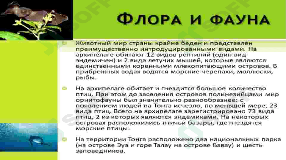 Флора и фауна Узбекистана 3