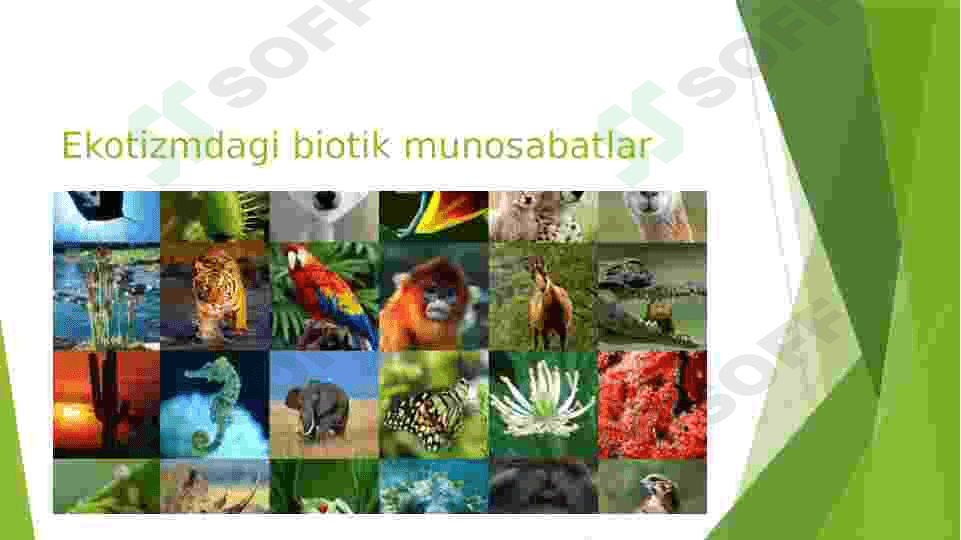 Ekotizimdagi biotik munosabatlar 3