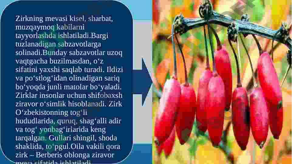 Zirkdoshlar VA AYIQTOVONDOSHLAR OILALARI XAMDA ULARNI DORIVORLIK XUSUSIYATLARI 3