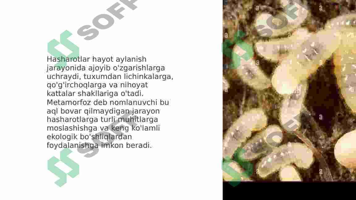 Chala o’zgarish bilan rivojlanadigan hasharotlar biologiyasi 3