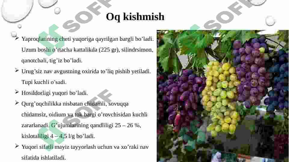 Respublikda rayonlashtirilgan asosiy uzum navlarining tavsifi 3