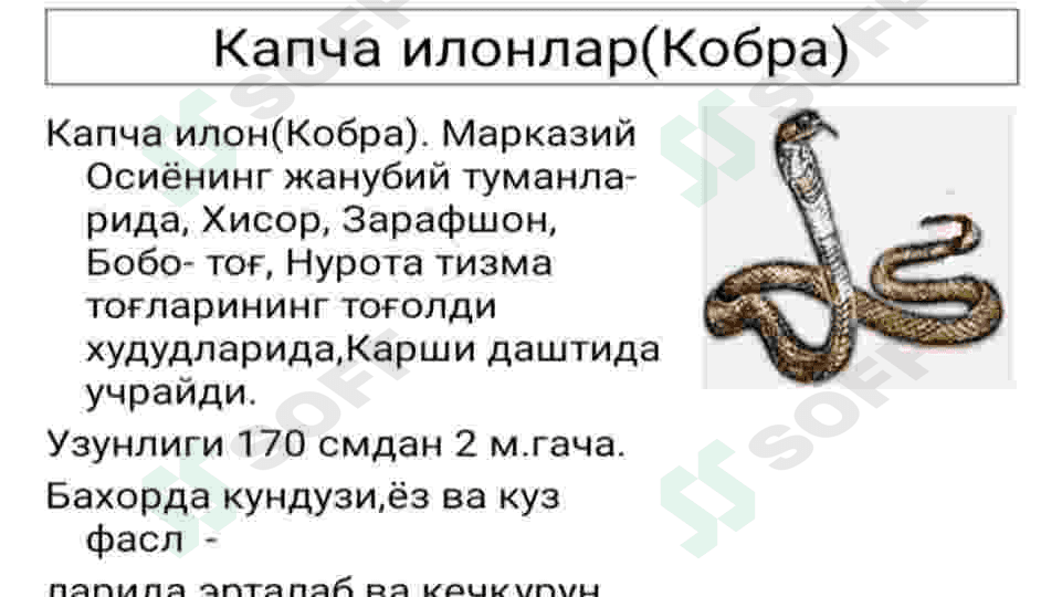 Tibbiyotda ahamiyatga ega zaharli hayvonlar 4