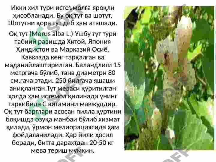 Tutdoshlar oilasi va ularning shifobaxshlik xususiyatlari 4
