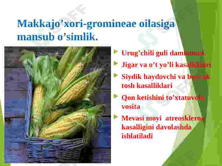 Tarkibida lipidlar saqlovchi dorivor oʻsimliklar 4