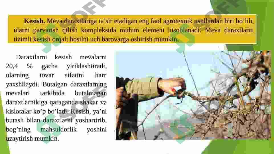 Meva daraxtlariga shakl berish va kesish. 4