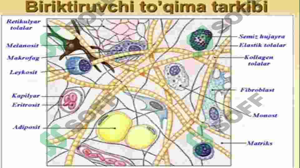Biriktiruvchi toʻqima oʻzgarishi 4