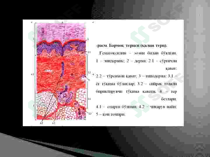 Teri gistalogiyasi 4