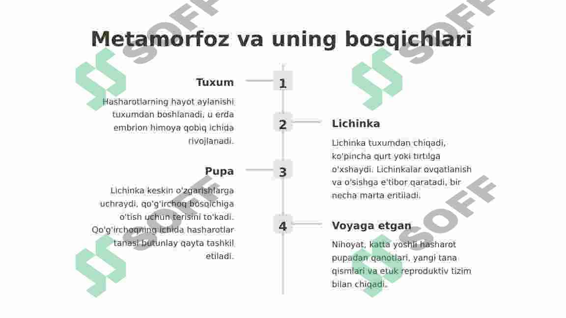 Chala o’zgarish bilan rivojlanadigan hasharotlar biologiyasi 4