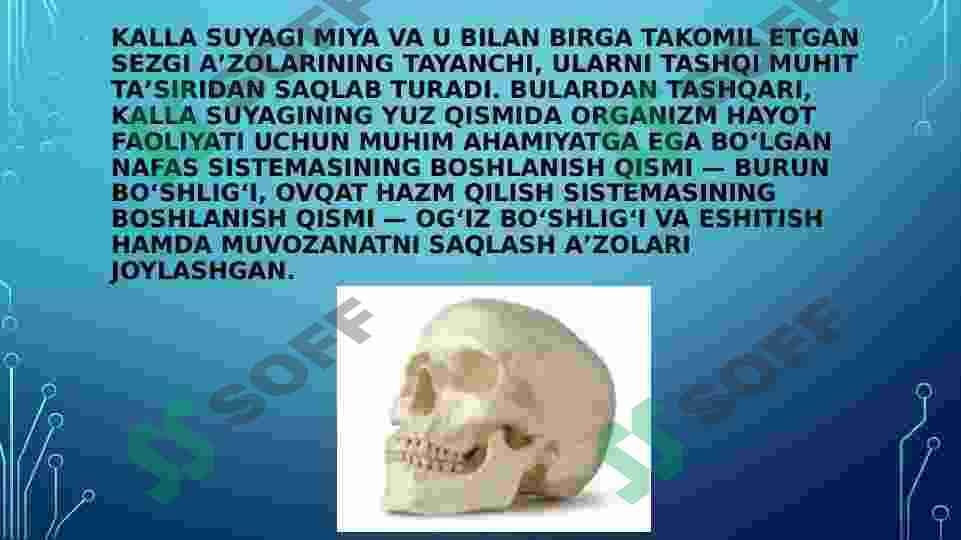 kalla suyaklarining rentgenanatomiyasi. kallaning jinsiy va shaxsiy tafovutlari 4