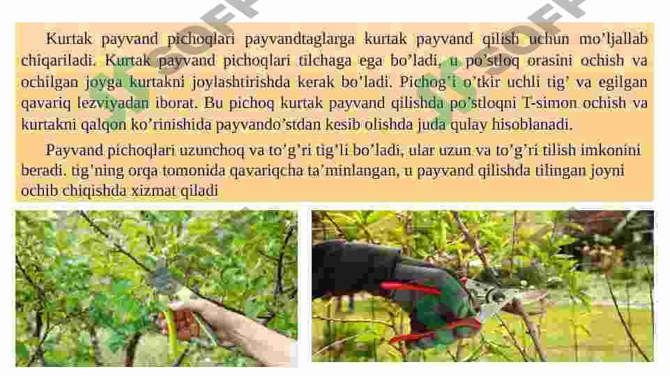 Bog’ asboblari, ulardan foydalanish tartibi hamda meva o’simliklarini payvand qilish usullari. 4