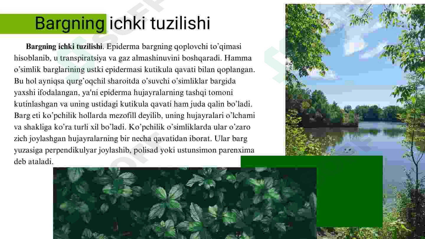 Barg va uning vazifalari 4
