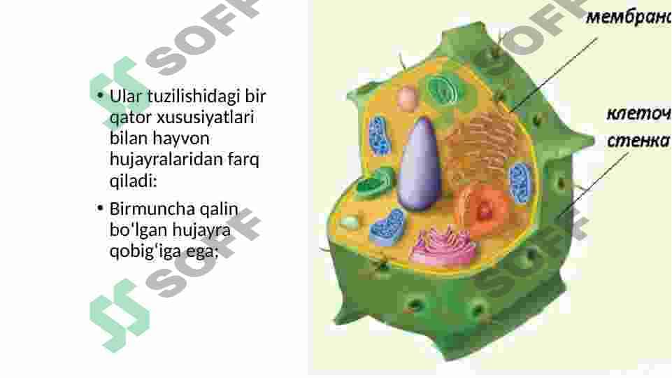 O‘simliklar hujayrasiga hos qo‘zgatishlar va ularni uzatish mexanizmlari 4