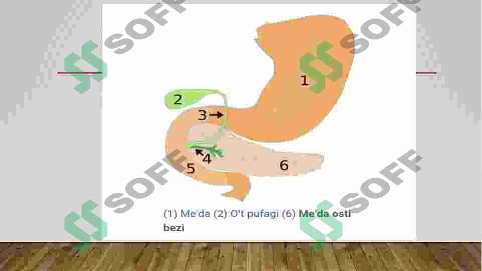ME’DA OSTI, BUYRAK USTI VA JINSIY BEZLAR 4
