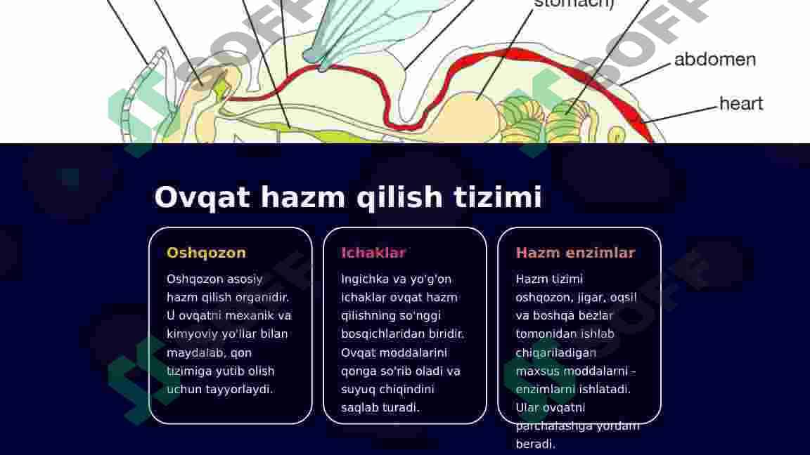 Hasharotlarning ovqat hazm qilish, qon aylanish va ayirish sistemasi 4