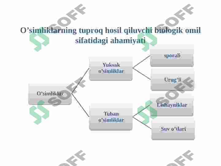 Tuproq hosil bo'lishida biologik omilning roli 4