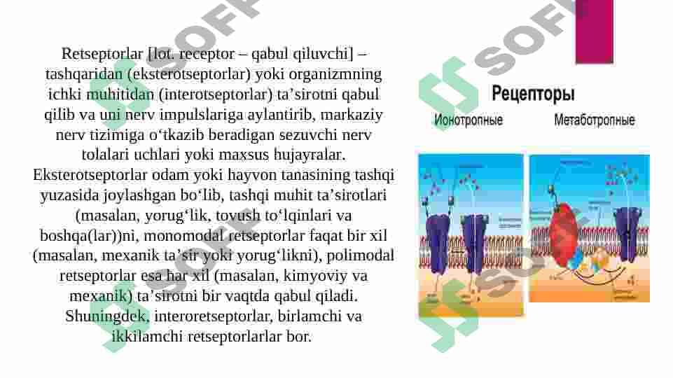 Retsepsiya va Retseptorlar hujayralar, tuzilishi va faoliyati 4