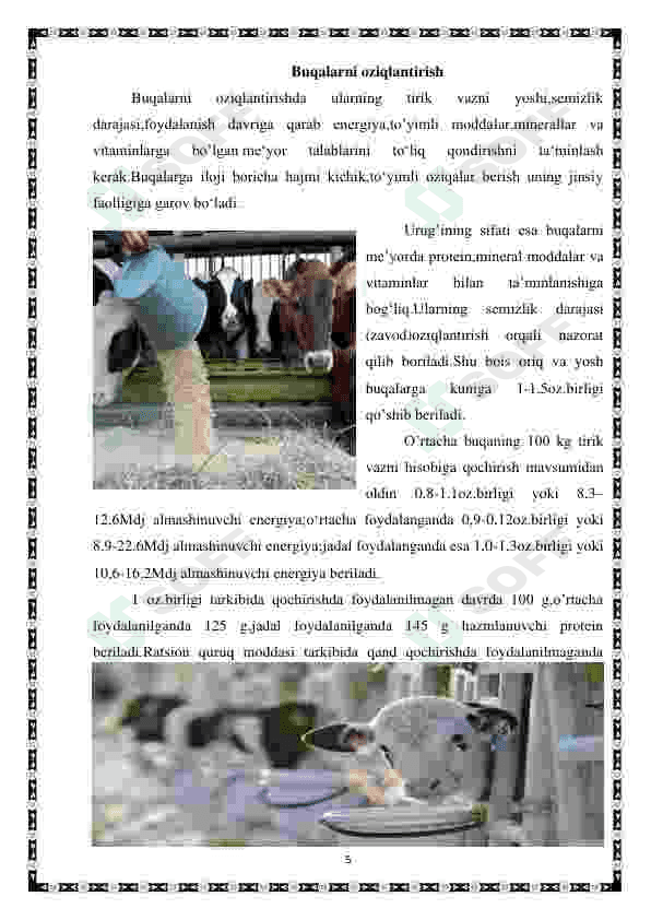 Nasildor buqalarni oziqlantirish usullari 4