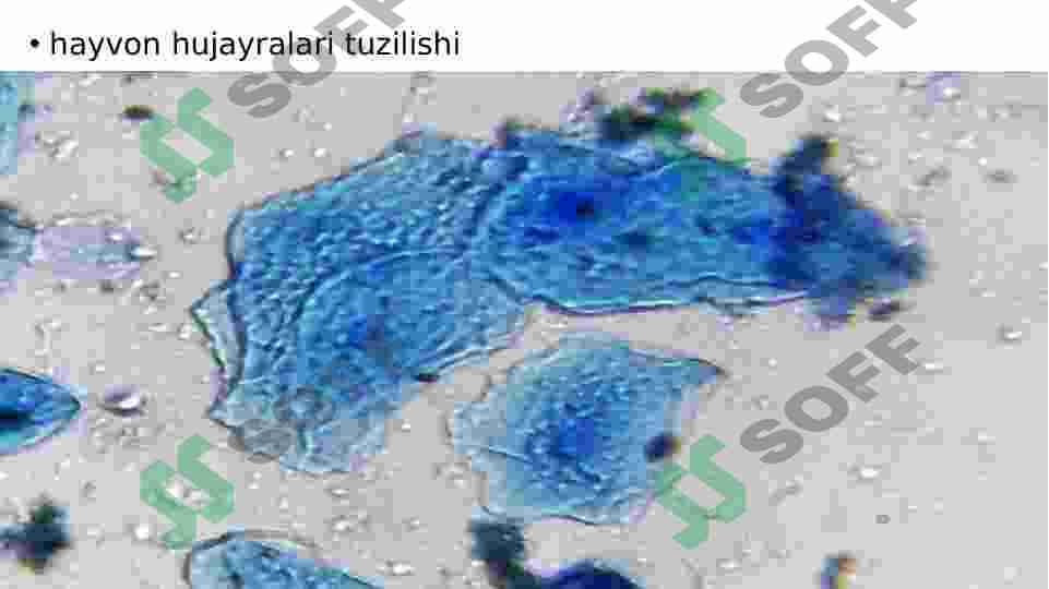 2-Oʻsimlik va hayvon hujayralarining oʻziga xos hususiyatlari 4