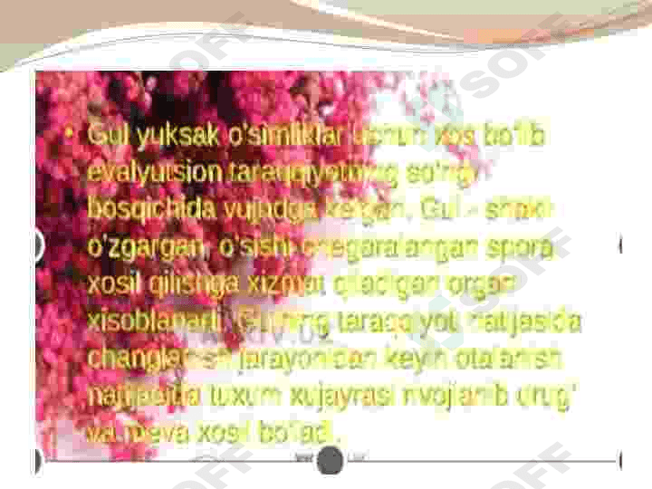 Gulli oʻsimliklarni kelib chiqishi 4