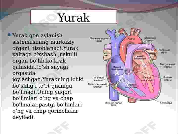 Yurak,Periferik qon aylanishi va uning kasalliklari 4