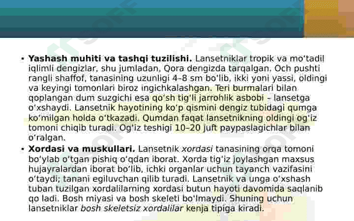 Lansetnik – tuban tuzilgan xordali hayvon 4