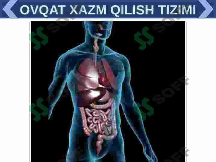 XAZIM TIZIMI FILOGENEZI VA BUZULISHLARI 4