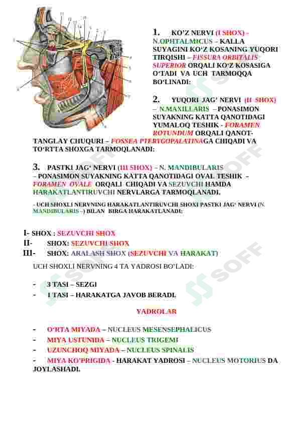 TIBBIYOT TALABALARI UCHUN ANATOMIYA FANIDAN QO'LLANMA 4