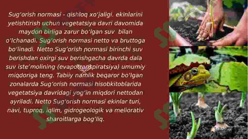 O’simliklarni sug’orish fiziologiyasi va istiqbollari 4