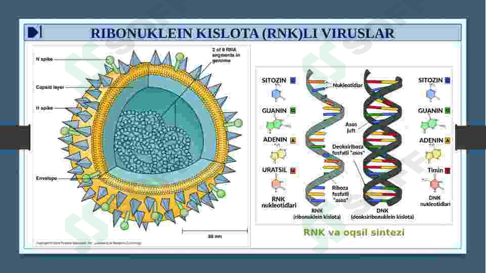 RNK SAQLOVCHI VIRUSLAR KELTIRIB CHIQARUVCHI YUQUMLI KASALLIK QO’ZG’ATUVCHILARI. ORTOMIKSOVIRUSLAR, PARAMIKSOVIRUSLAR. XARAKTERISTIKA VA LABAROTORIYA TASHXISI. 4