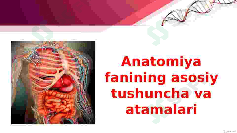 Odam anatomiyasi va fiziologiyasi. 4