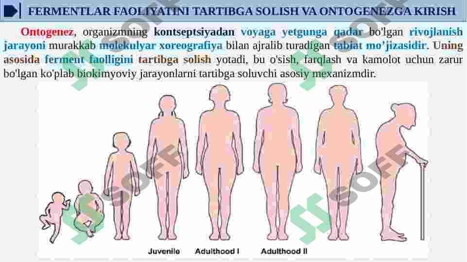 ONTOGENEZDA FERMENTLAR FAOLLIGINI BOSHQARILISHINING AHAMIYATI. NASLIY FERMENTOPATIYALAR 4