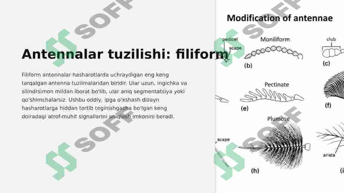 Hasharotlarning mo’ylovlarining tuzilishi va tiplari 4
