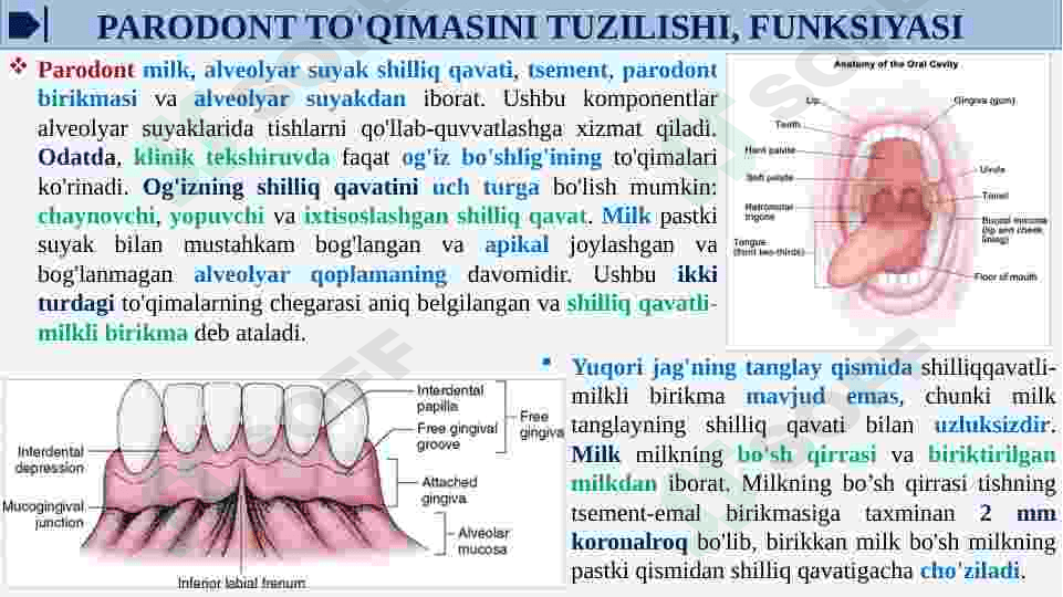 PARODONT TO'QIMASINI TUZILISHI, FUNKSIYASI.PARODONT KASALLIKLARI TASNIFI. 4