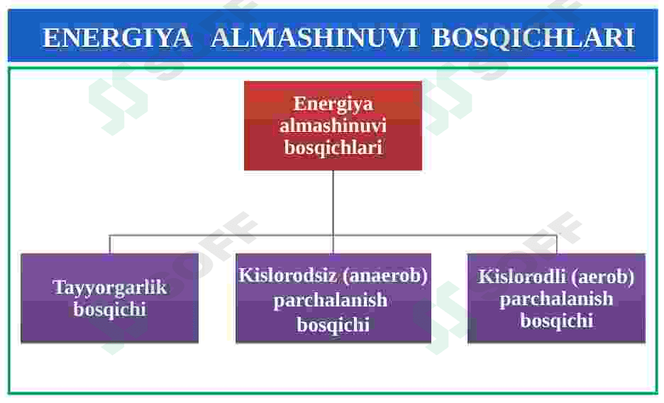 Energiya almashinuvi bosqichlari. ATF sintezi. 4
