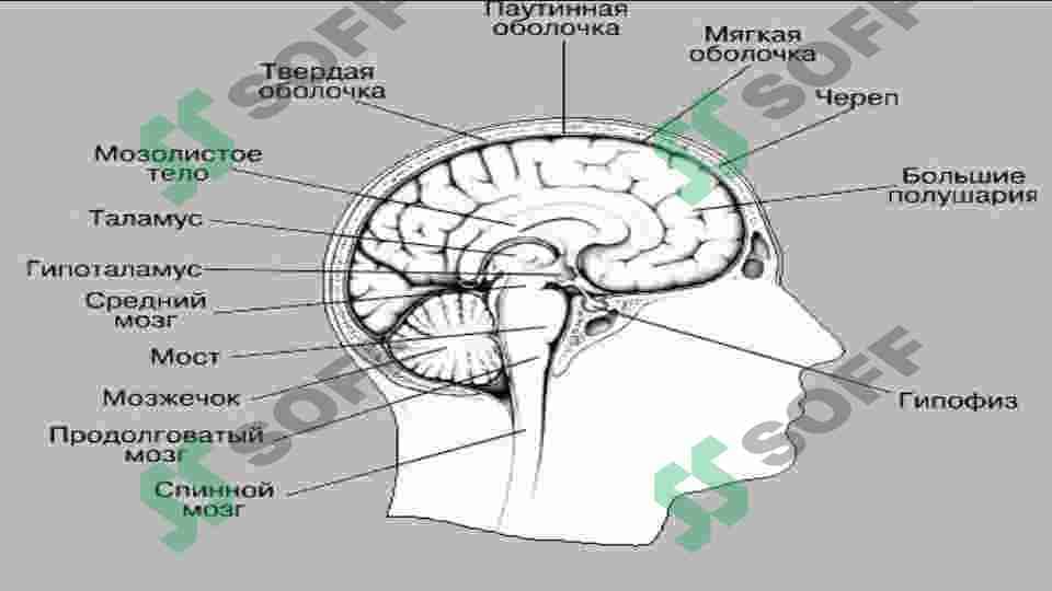 Отделы головного мозга 4