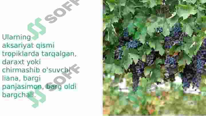 Tokdoshlar va Jiydadoshlar oilalari 4