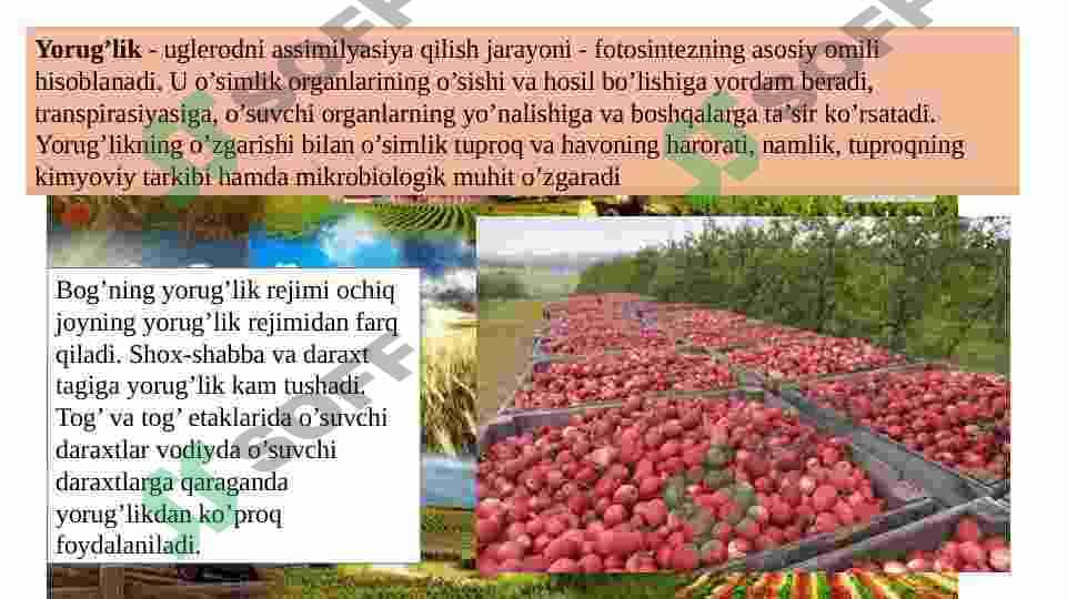 Meva va rezavor meva o’simliklarining tashqi muhit omillariga talabi. 4