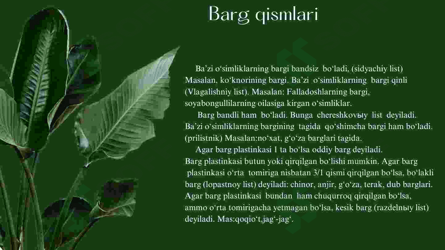 Bargning morfologik tuzilishi va tomirlanishi 4