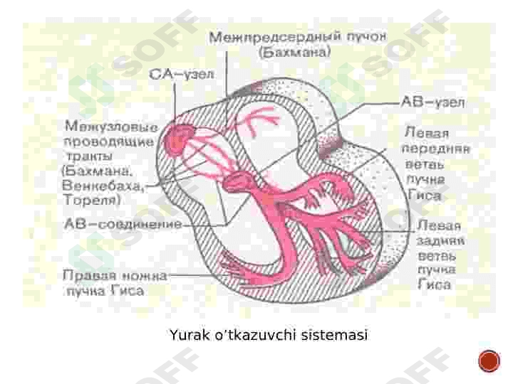 YURAK FAOLIYATINING BOSHQARILISH USULLARI 4