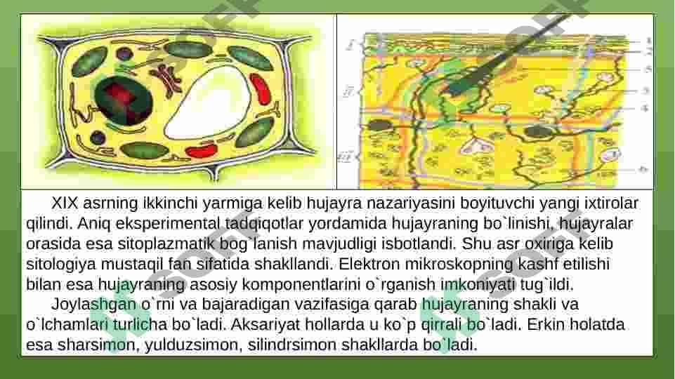 Oʻsimlik va hayvon hujayralarining oʻziga xos hususiyatlari 4