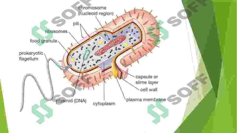Sitoplazma uning zamonaviy modeli  vakuola,plastida,mitoxondriya,Ribosoma,peroksisoma,Lizosoma,endoplazmatik tor Golji apparati 4