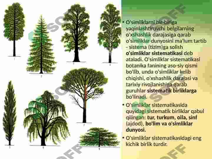 2-Oʻsimliklar sistematikasi tahlili va lotincha nomenklatura nomlarini oqish qoidalari 4