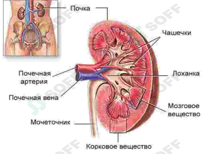 Fiziologiya buyrak 2 4